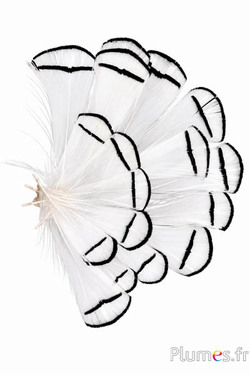 Fasan Lady Armherst - 6-8 cm - naturweiss